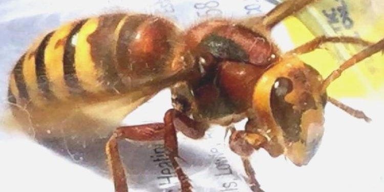 ABD’de Asya dev eşek arısı alarmı: Ülkede birinci defa görüldü