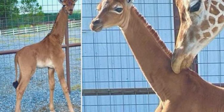 ABD’nin Tennessee eyaletinde bir hayvanat bahçesinde ‘nadir görülen’ beneksiz zürafa doğdu