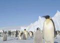 Antarktika’da binlerce yavru penguen, buzulların erimesi nedeniyle öldü