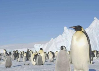 Antarktika’da binlerce yavru penguen, buzulların erimesi nedeniyle öldü