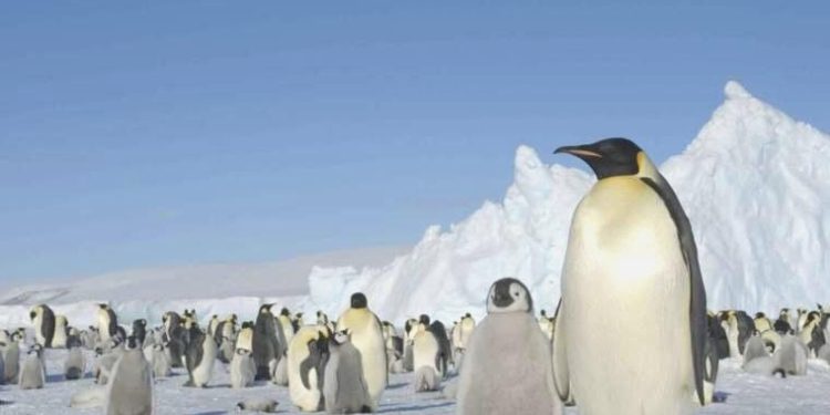 Antarktika’da binlerce yavru penguen, buzulların erimesi nedeniyle öldü