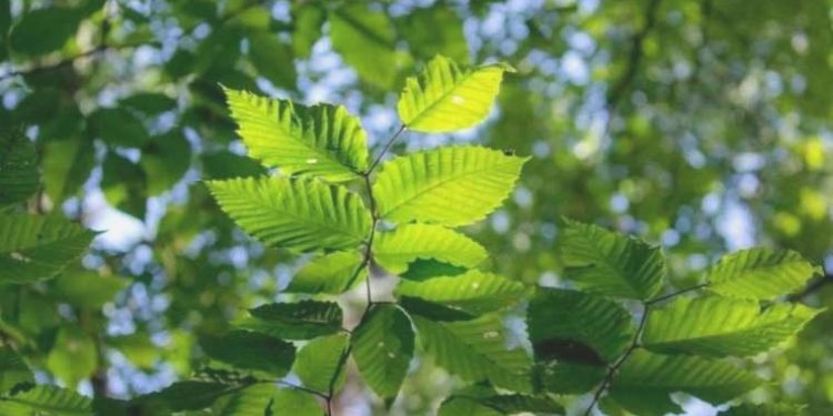 Bu bitkinin yaprağı meyvesinden daha yararlı! Sütten 25 kat fazla kalsiyum içeriyor!