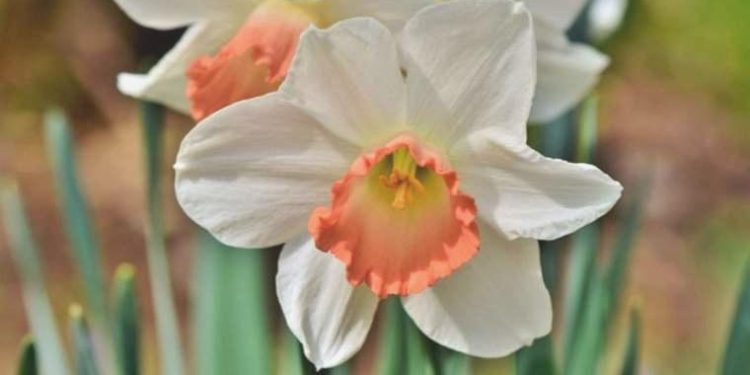 Bu mucizevi çiçek Alzheimer’ı durduruyor!