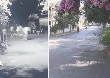 Büyükada’da laf atma arbedesi: 3 yaralı