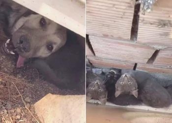 Çanakkale saatlerdir yanıyor: Yangından kaçarak kuytuya sığınan hayvanlar bu türlü görüntülendi