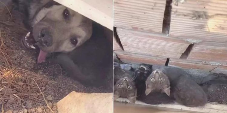 Çanakkale saatlerdir yanıyor: Yangından kaçarak kuytuya sığınan hayvanlar bu türlü görüntülendi