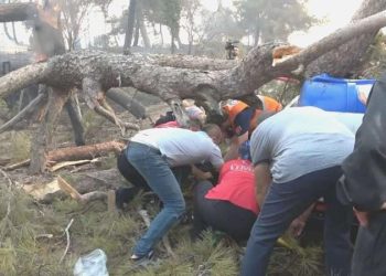 Çanakkale’deki orman yangınına müdahale eden vazifelinin üzerine ağaç devrildi!