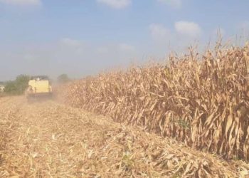 CHP Niğde Milletvekili Ömer Fethi Gürer: ‘Enflasyon mısır üreticisini etkilemedi mi?’