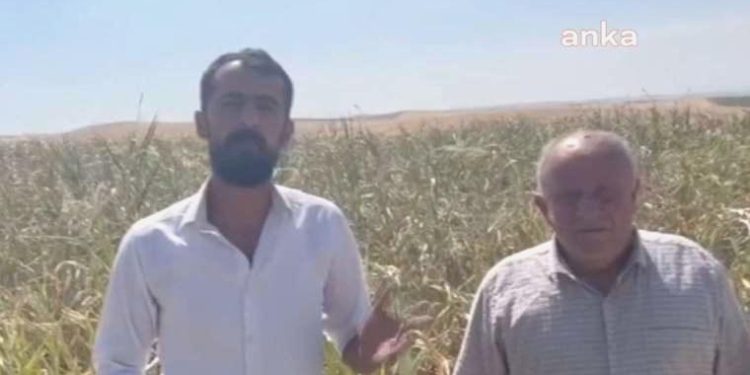 Çiftçi elektrik kesintilerine isyan etti: ‘Mısır kurudu gitti’