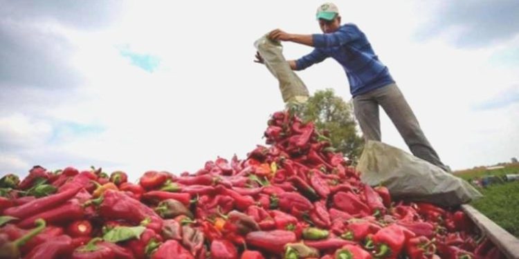 Çiftçi tarlada, yurttaş sofrada isyanda: 5 TL’ye yola çıkan biber pazarda 35 TL’den satılıyor