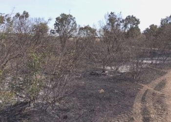 Edirne’de ormanlık alanda yangın!