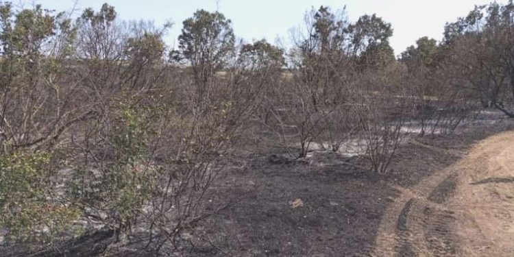 Edirne’de ormanlık alanda yangın!