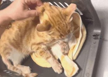 Esenyurt’ta dehşet… Azaba uğrayan kedi hayatını yitirdi