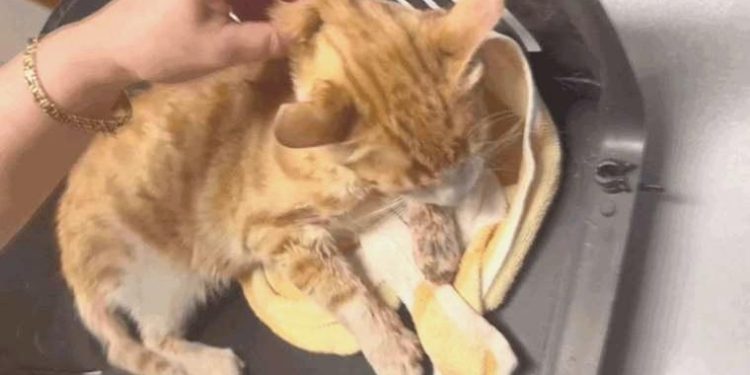 Esenyurt’ta dehşet… Azaba uğrayan kedi hayatını yitirdi