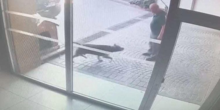 İstanbul’da Pitbull saldırısı… Köpeğin sahipleri yakalandı!