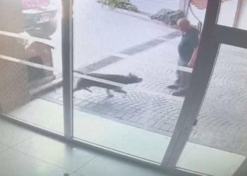 İstanbul’da Pitbull saldırısı… Köpeğin sahipleri yakalandı!