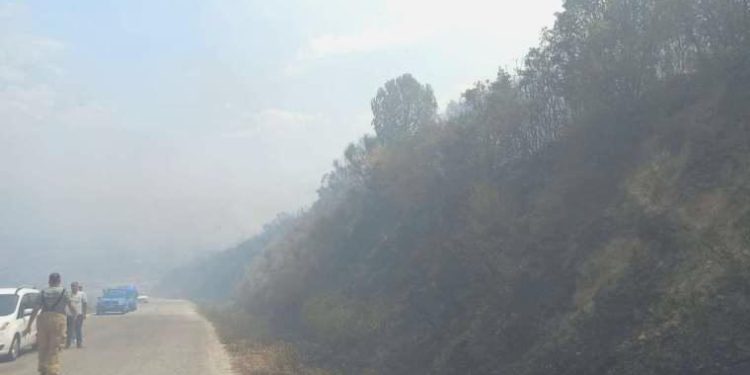 İzmir’de orman yangını: Karadan ve havadan müdahale ediliyor!