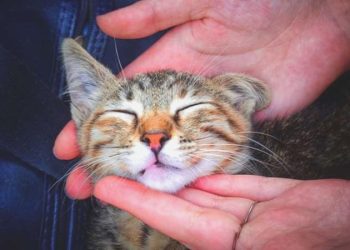 Kedilerden insanlara bulaşan hastalık: Toksoplazma nedir?