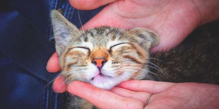 Kedilerden insanlara bulaşan hastalık: Toksoplazma nedir?