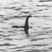 Loch Ness Canavarı’nı bulmak için yeni teknolojiler kullanılacak