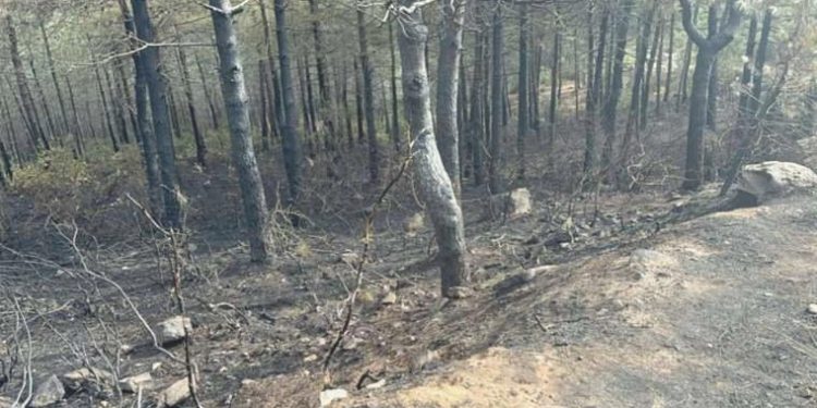 Maltepe’deki orman yangınında hasarın boyutu gün ağarınca ortaya çıktı