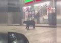 Meksika’da süpermarket önünde görülen ayı paniğe neden oldu