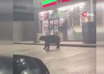 Meksika’da süpermarket önünde görülen ayı paniğe neden oldu