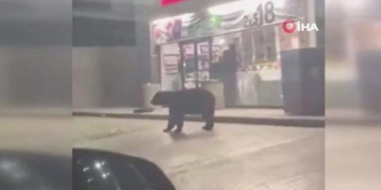 Meksika’da süpermarket önünde görülen ayı paniğe neden oldu