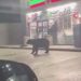 Meksika’da süpermarket önünde görülen ayı paniğe neden oldu