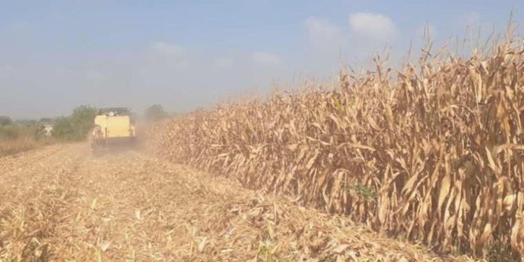 Mısır üreticileri açıklanan fiyata yansılı: ‘Ektiğimize pişman olduk’