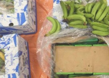 Muzların ortasına saklanan tonlarca kokain ele geçirildi