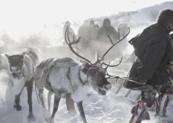 Norveç, Rusya hududundaki çiti onarıyor: Ren geyiklerinin geçişi engellenecek