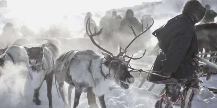 Norveç, Rusya hududundaki çiti onarıyor: Ren geyiklerinin geçişi engellenecek