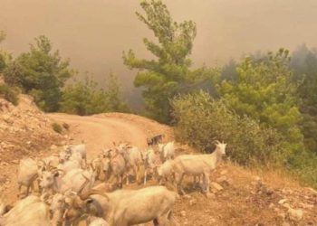 Orman yangını devam ediyor: Çanakkale’de veterinerler fiyatsız hizmet verecek