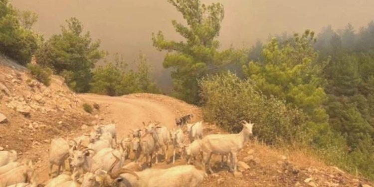 Orman yangını devam ediyor: Çanakkale’de veterinerler fiyatsız hizmet verecek