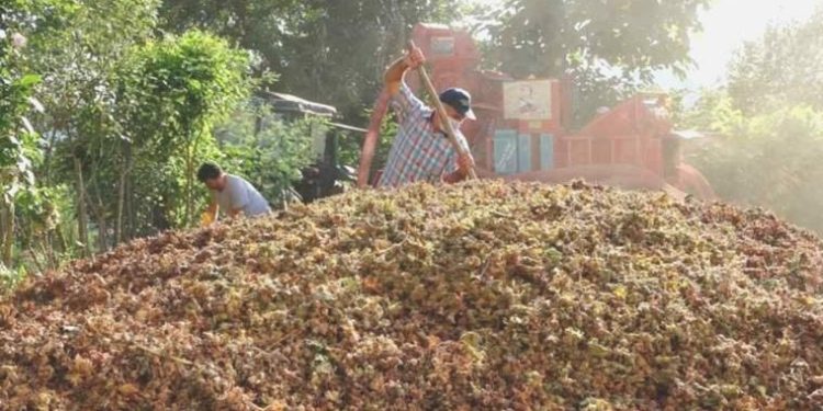 Saatlik fiyatları 2 bin lira: Yılda yalnızca 1.5 ay çalışıyorlar