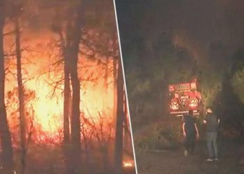 Son dakika… İstanbul Maltepe’de orman yangını: Bölgeye çok sayıda grup sevk edildi