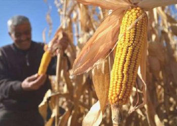 Son dakika… Toprak Mahsulleri Ofisi mısır alım fiyatını açıkladı