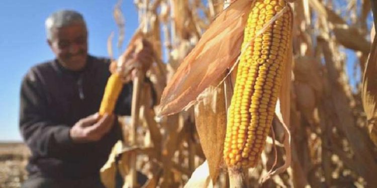 Son dakika… Toprak Mahsulleri Ofisi mısır alım fiyatını açıkladı