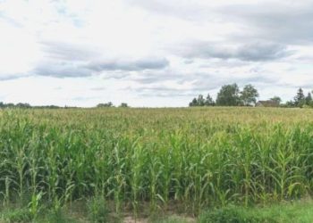 TMO mısır alım fiyatı ne kadar oldu? 2023 Toprak Mahsulleri Ofisi mısır alımı kaç TL ne oldu? 1 ton mısır ne kadar?