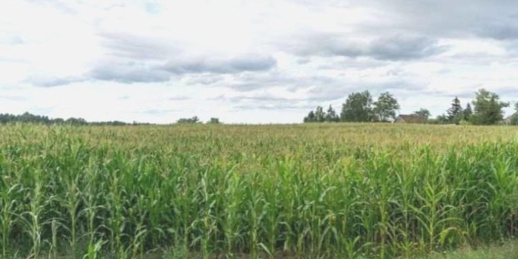 TMO mısır alım fiyatı ne kadar oldu? 2023 Toprak Mahsulleri Ofisi mısır alımı kaç TL ne oldu? 1 ton mısır ne kadar?