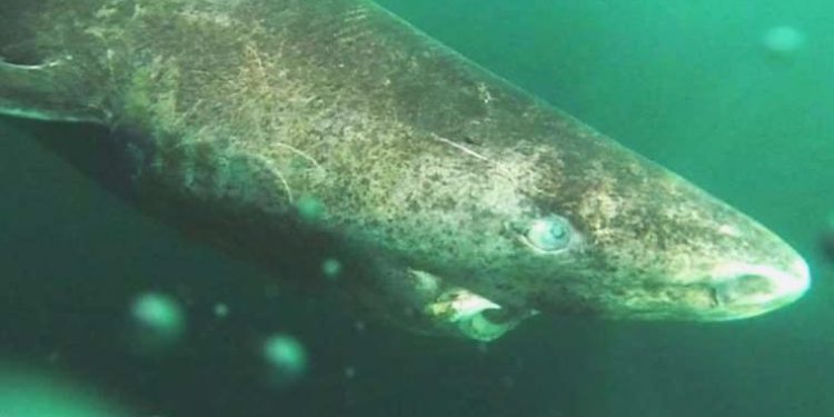 500 yıl kadar yaşayabilen yarı kör Grönland köpekbalığı, Karayipler’de ortaya çıktı