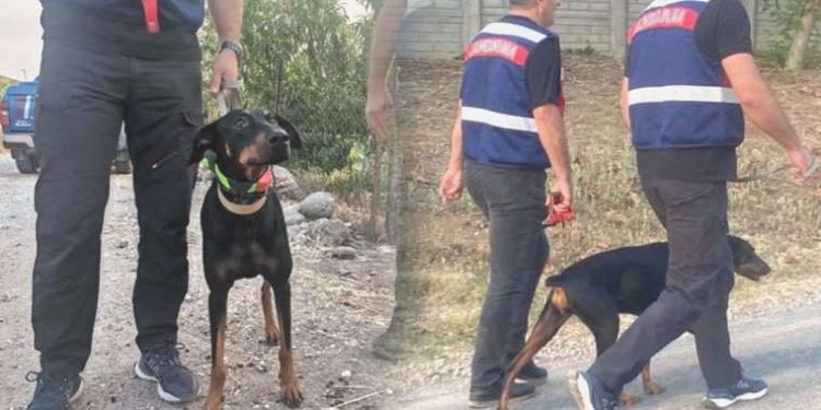 74 gün sonra meskene dönmüştü: Tina, sahibi Korhan Berzeg’i arıyor