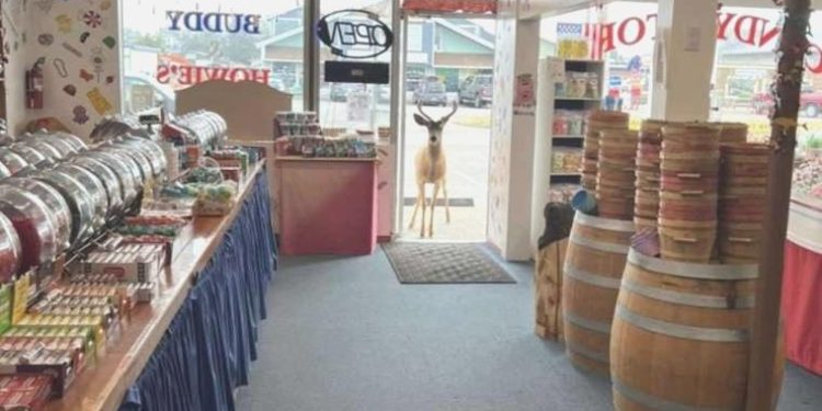 ABD’de şaşkın geyik şekerci dükkanını ziyaret etti