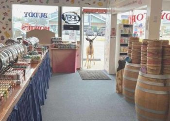 ABD’de şaşkın geyik şekerci dükkanını ziyaret etti