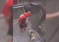 Asansörde sıkışan köpeği bu türlü kurtardı