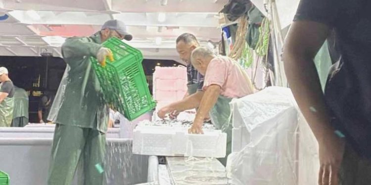 Av yasağı bitti, dönemin birinci balıkları avlandı: ‘Yüzde yüz bir yoğunluk yok ancak siftahı yaptık’