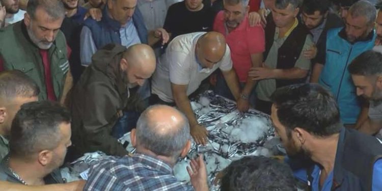 Av yasağı bitti, Gürpınar Balık Hali’nde birinci mezatlar gerçekleşti: Hamsinin kasası 2 bin 500 TL