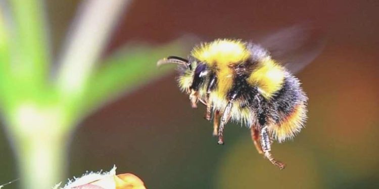 Belçika’da arı saldırısı: Hastanelik oldular