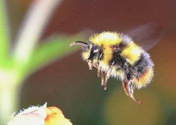 Belçika’da arı saldırısı: Hastanelik oldular